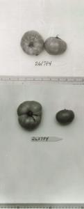 Click for 1 image(s) for this accession. FRUIT